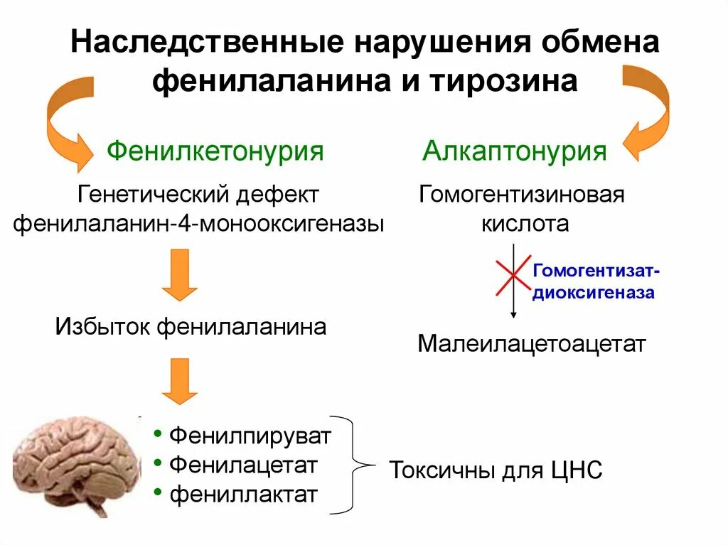 Нарушения обмена фенилаланина и тирозина