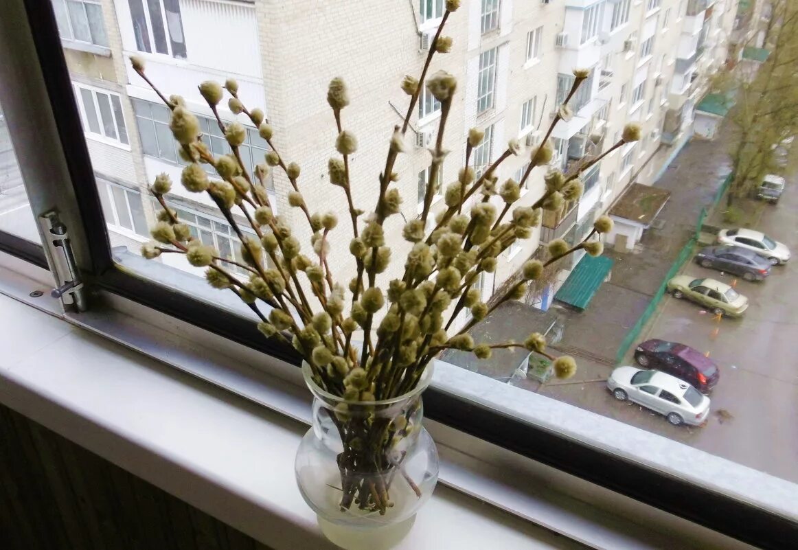 Куда девать старую вербу в вербное воскресенье. С вербным воскресеньем. верба на вербное воскресенье. верба освященная вербное воскресенье. веточка вербы с вербным воскресеньем.