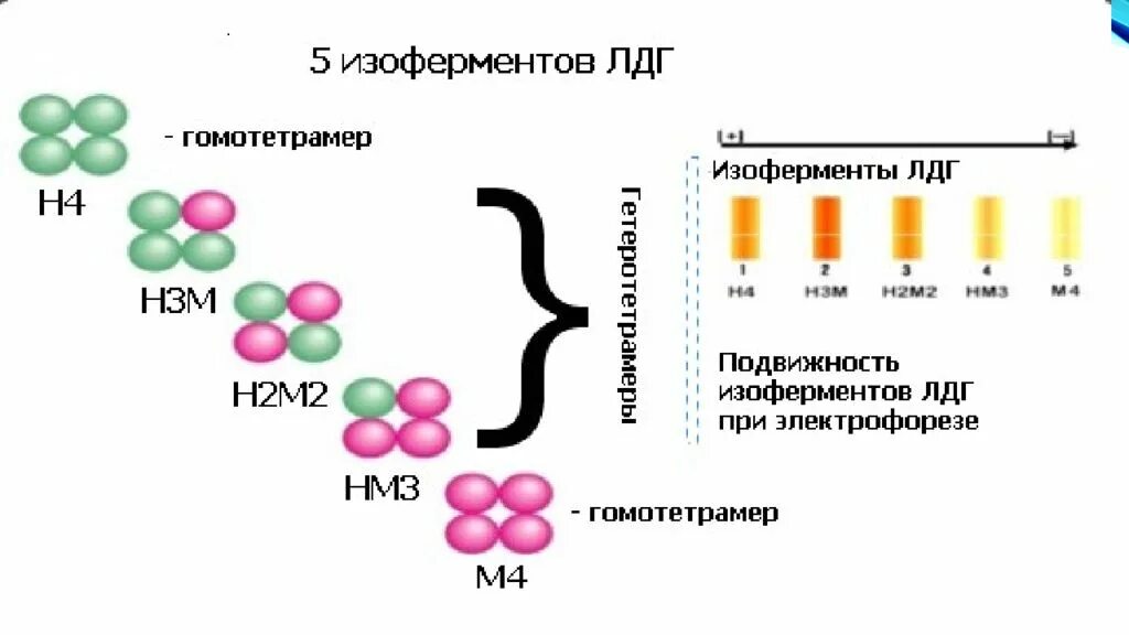 Фермент лдг. ЛДГ фермент формула. Фермент лактатдегидрогеназа функции. Лактатдегидрогеназа строение фермента. Лактатдегидрогеназа строение биохимия.