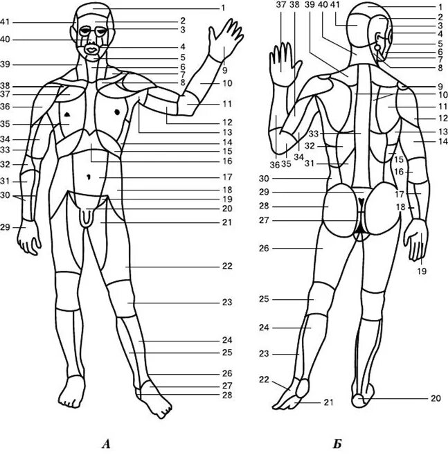 Схема человека. Схема наружного строения тела человека вид спереди. Топография области тела человека. Части тела человека сзади названия. Анатомические области тела человека схема.