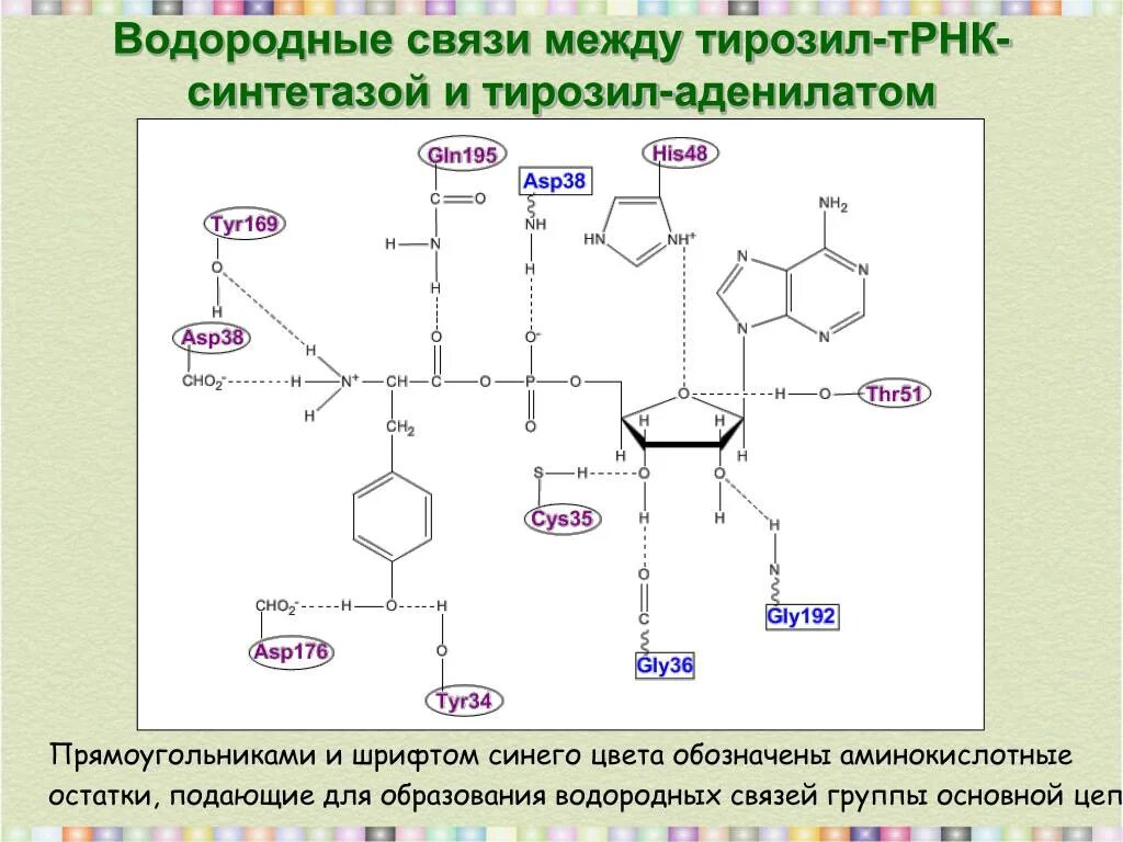 Типы связей аминокислот в молекуле белка. Образование водородной связи между аминокислотами. Вторичная структура водородная связь аминокислоты. Аминокислоты образующие водородные связи. Стабилизируется водородными связями между радикалами аминокислот.