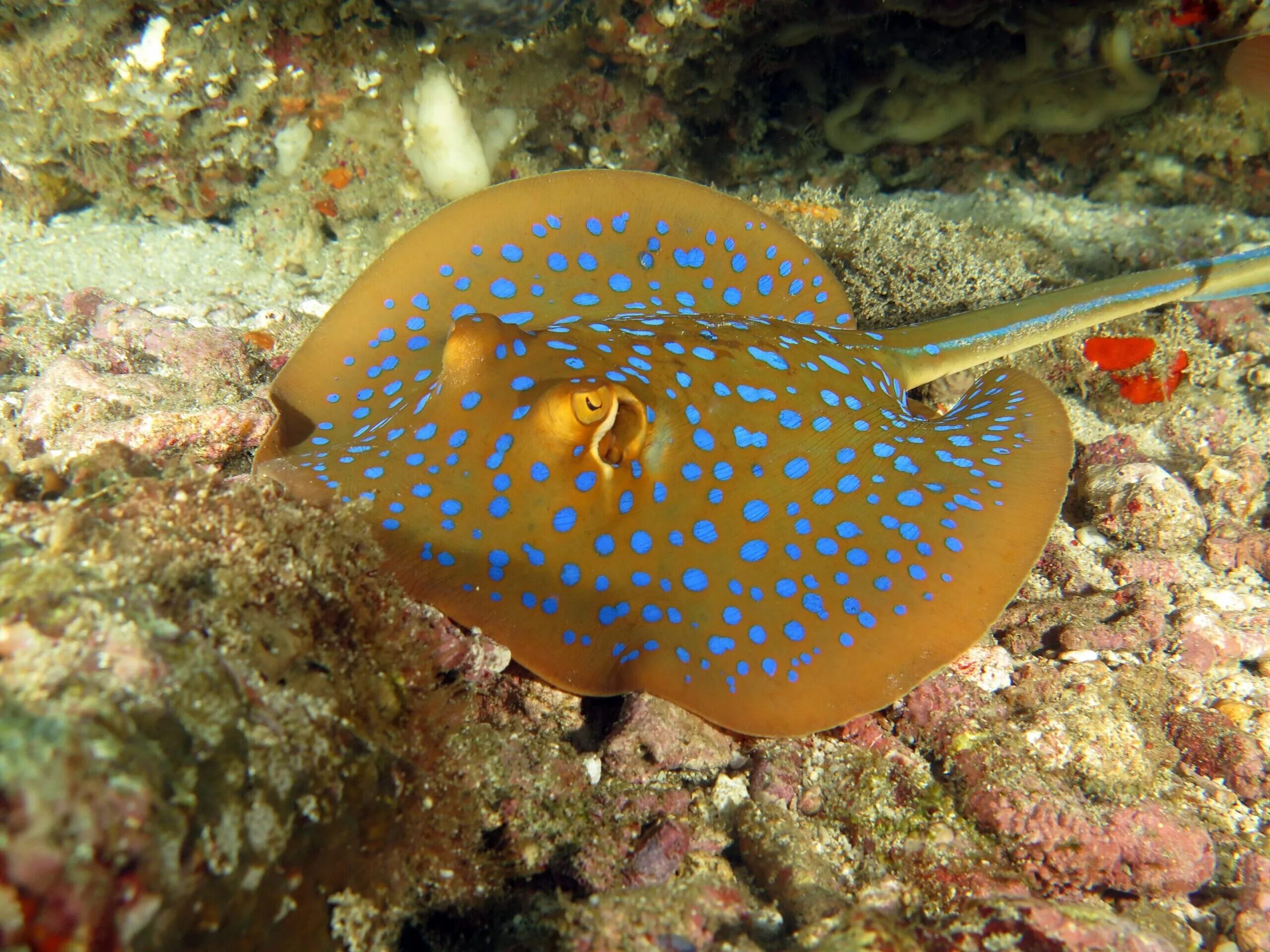 He like a fish. Скат Тэниура-Лимма. Taeniura lymma. Хвостоколообразные скаты. Blue spotted Stingray.