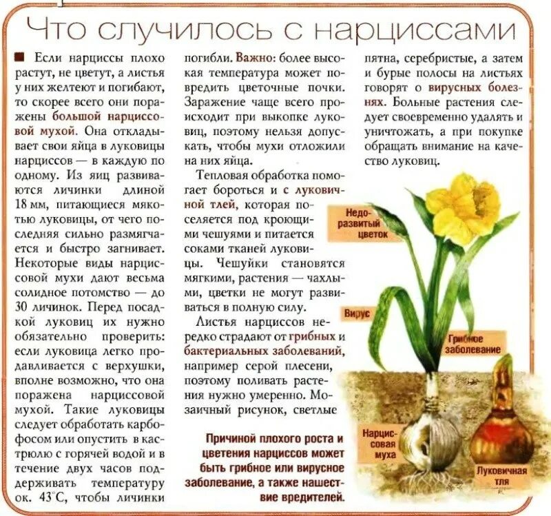 Подкормить тюльпаны после цветения в открытом грунте. Зацвели нарциссы. выращивать нарциссы. нарциссы после цветения. статьи о цветах на даче в журнале.