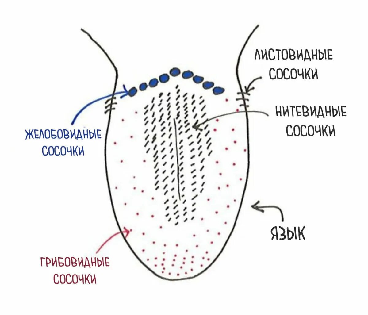 Foot tongue. Расположение вкусовых сосочков на языке. Рецепторы языка схема. Сосочки языка вкусовые рецепторы.