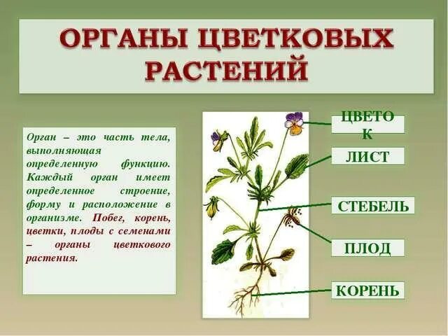 Вегетативные органы цветковых растений. Вегетативные органы цветкового растения. Органы цветковых растений 6 класс биология. Органы цветковых растений стебель. Тела растений имеет строение