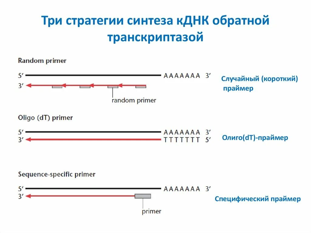 Обратная транскриптаза. Обратная транскриптаза Синтез РНК из МРНК. Синтез двухцепочечной ДНК по матрице МРНК обратной транскриптазой. Синтез КДНК на матрице РНК. Синтез КДНК.
