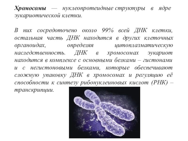 Хромосомы печени. Строение хромосомы эукариотической клетки. строение хромосомы эукариот. строение клетки хромосомы. структура хромосомы эукариот.