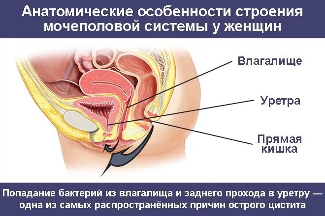 Мочеполовая система женщины. Анатомия женской мочеполовой системы. Женская моче половая система. Мочеполовое строение женщины.