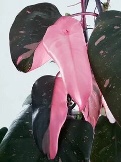 On Wednesdays, we plant pink 💗 Had to show off a pink plant today, Philode...