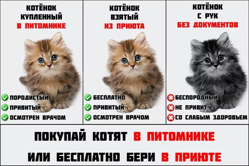 Выбрать котенка. Возьми кота. Плакат возьми кота. Возраст котенка. Можно ли отдать котенка