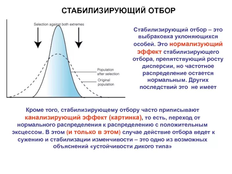 Стабилизирующий отбор в каких условиях. Стабилизирующая форма естественного отбора. Примеры стабилизирующего естественного отбора. Стабилизирующий отбор в популяции. Стабилизирующий отбор это в биологии.