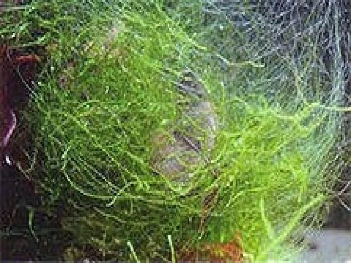 Нитчатые водоросли в аквариуме. Кладофора в аквариуме водоросль. Кладофора нитчатая водоросль в аквариуме. Ризоклониум в аквариуме. Пряным запахом водорослей