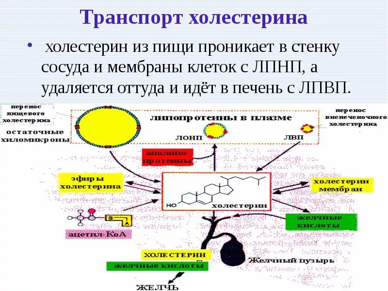 Печень повышает холестерин. Обратный транспорт холестерола схема. Механизмы транспорта и утилизации холестерина в организме человека. Превращение холестерина в печени. Транспорт холестерола в печени.