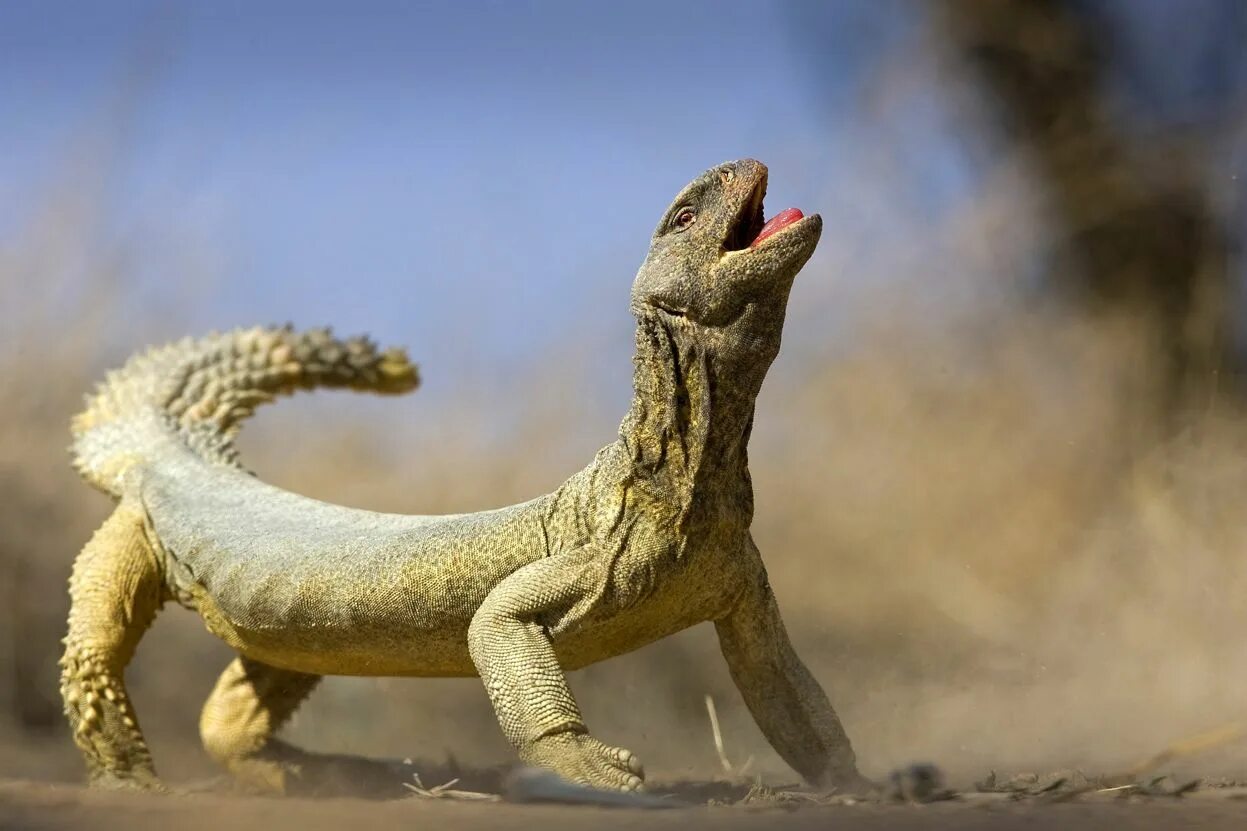 Big lizard