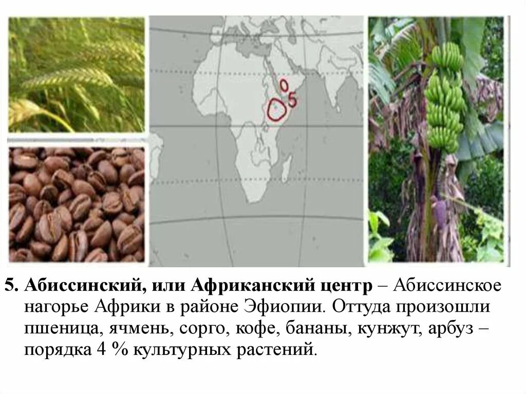 Эфиопский центр происхождения культурных растений. Абиссинский центр происхождения культурных растений. Южноазиатский тропический центр происхождения культурных растений. Центры происхождения культурных растений презентация.