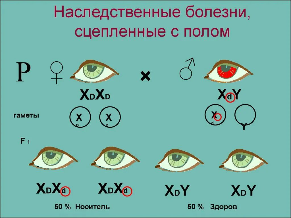 Болезни сцепленные с полом. Генетические заболевания сцепленные с полом. Наследование сцепленное с полом заболевания. Наследственные заболевания человека сцепленные с полом.