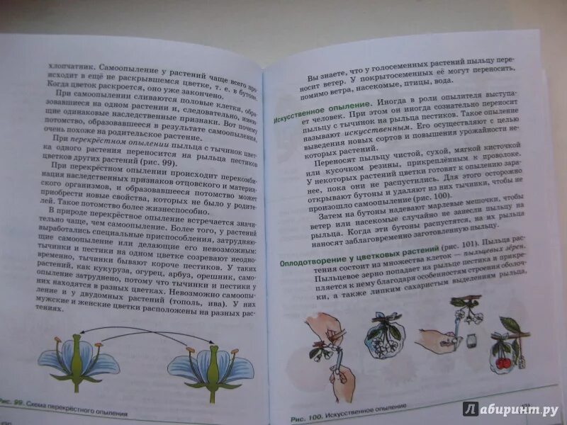 Биология 6 класс учебник пасечник 22 параграф. 6 Класс Пасечник в.в. «биология. Многообразие растений»;. Учебник многообразие покрытосеменных. Биология 6 класс Пасечник. Биология 5-6 класс Пасечник.