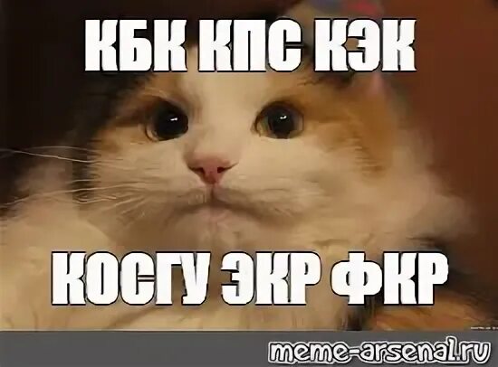Мем кот не понимает. Коты мемы не понял. непонимающий котенок мем. котик не понимает мем. удивленный котэ мем.