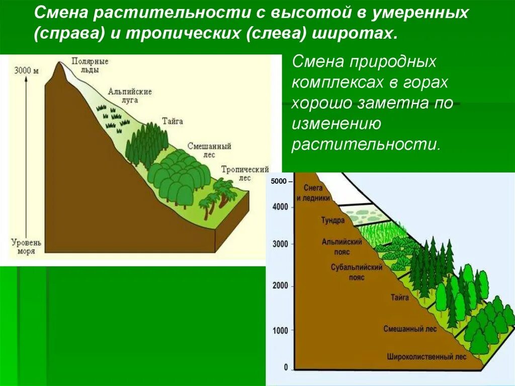 Что влияет на формирование природных зон. Размещение природных комплексов на земле. Зоны растительности в горах. Природные комплексы земли 6 класс. Смена природных зон в горах.