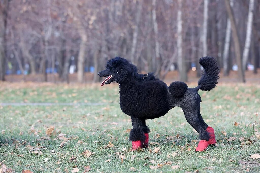 Пудель дискотечный. Розовый пудель. Пудель бритни серебрянный век. Розовая собака. Пудель черный малый.