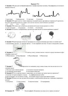 Задания по нервной системе огэ биология