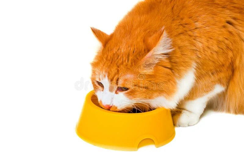 Рыжий кот пьет молоко. Коты кружка китай 300мл. Рыжий котик ест. Миска 300 мл совята. Кошка кушает.