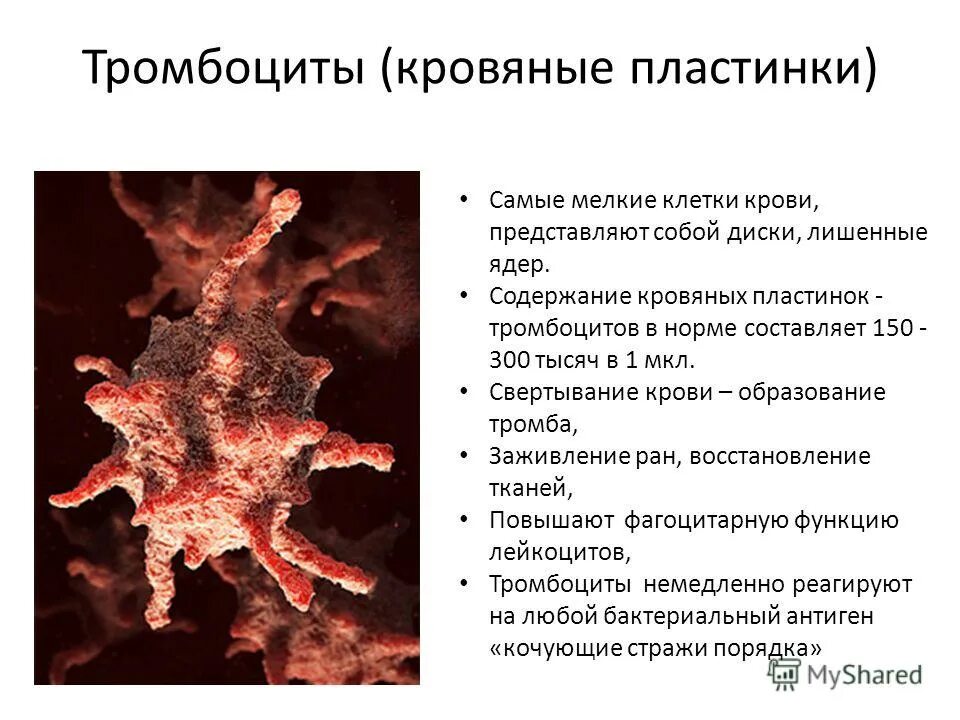 тромбоциты. тромбоциты крови человека. тромбоциты в крови. тромбоциты. тромбоциты функция свертывание крови.