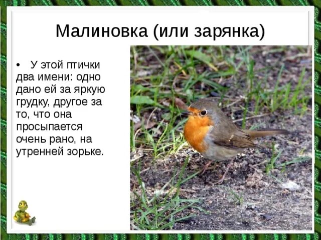 Зарянка птица фото описание Зарянка способности хср: найдено 84 картинок