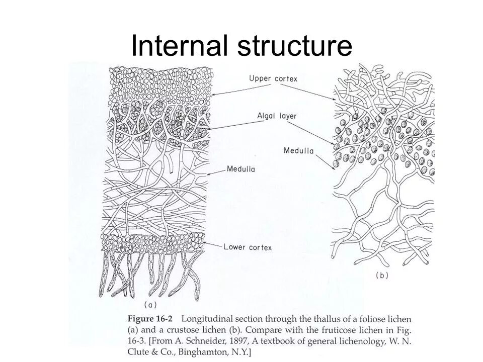 Internal structure. Reproduction of Lichens. Lichens for Kids. Ишай блестящий (Lichen nitidus. Lichens algae and funggi.