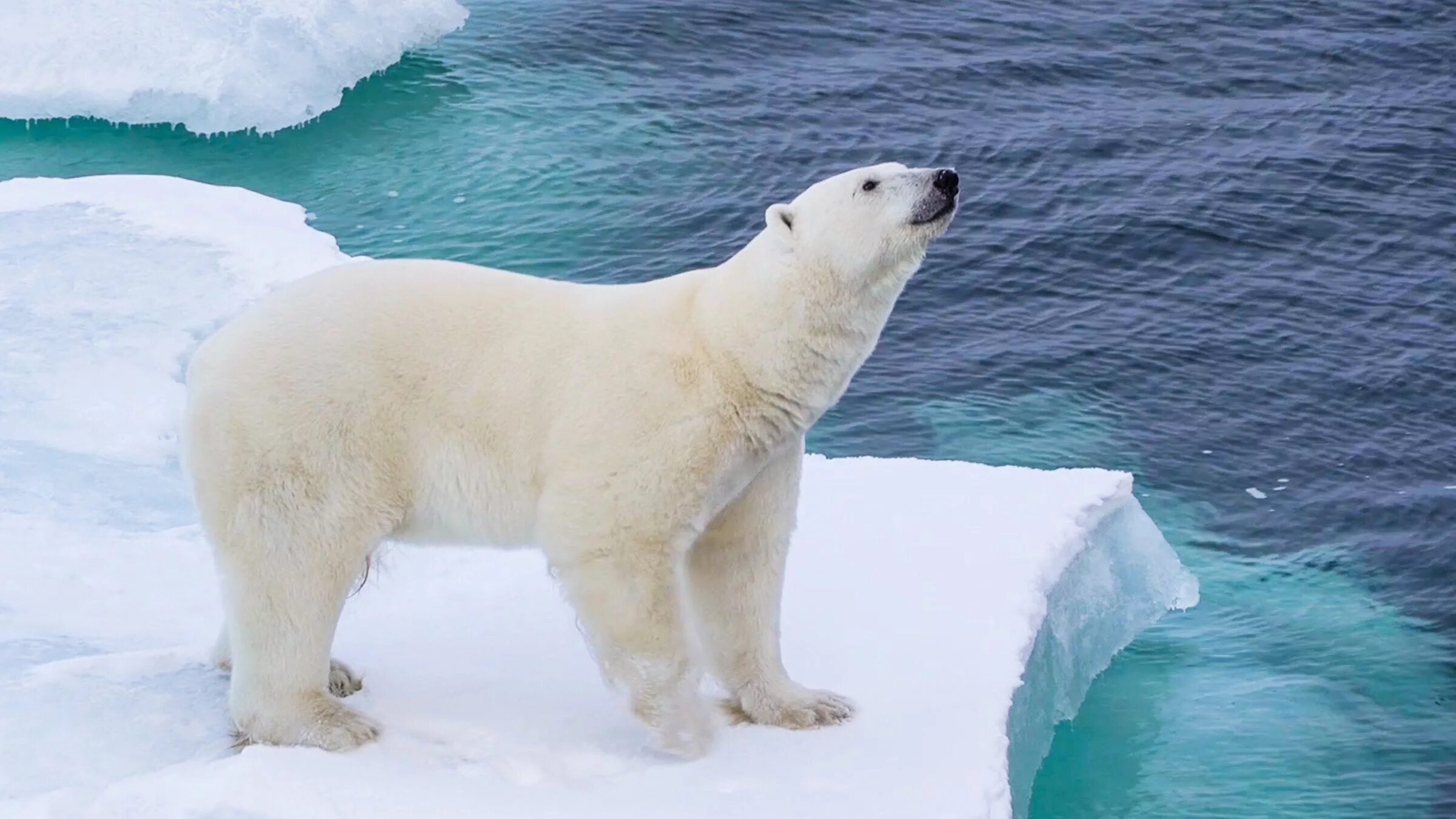 Арктика жизнь белого медведя. Полар Беар. Полар бир (Polar Bear). Белый медведь Ursus maritimus. ГРОЛАР (Полярный Гризли).
