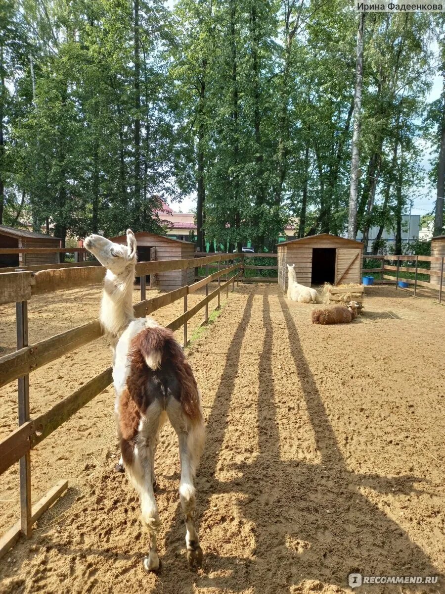 Внуково контактный зоопарк. Зоопарк. контактный зоопарк. зоопарк в георгиевске.