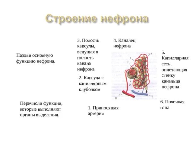 Полость капсулы нефрона. Полость капсулы функции. Функция капиллярной сети оплетающая стенку нефрона. Выделение 8 класс биология. Урок выделение 8 класс