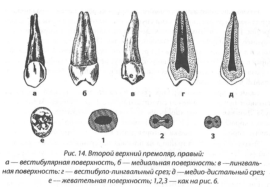 2 Премоляр верхней челюсти анатомия. Второй премоляр верхней челюсти левый. 1 Премоляр верхней челюсти анатомия. Зуб 1 премоляр верхней челюсти.