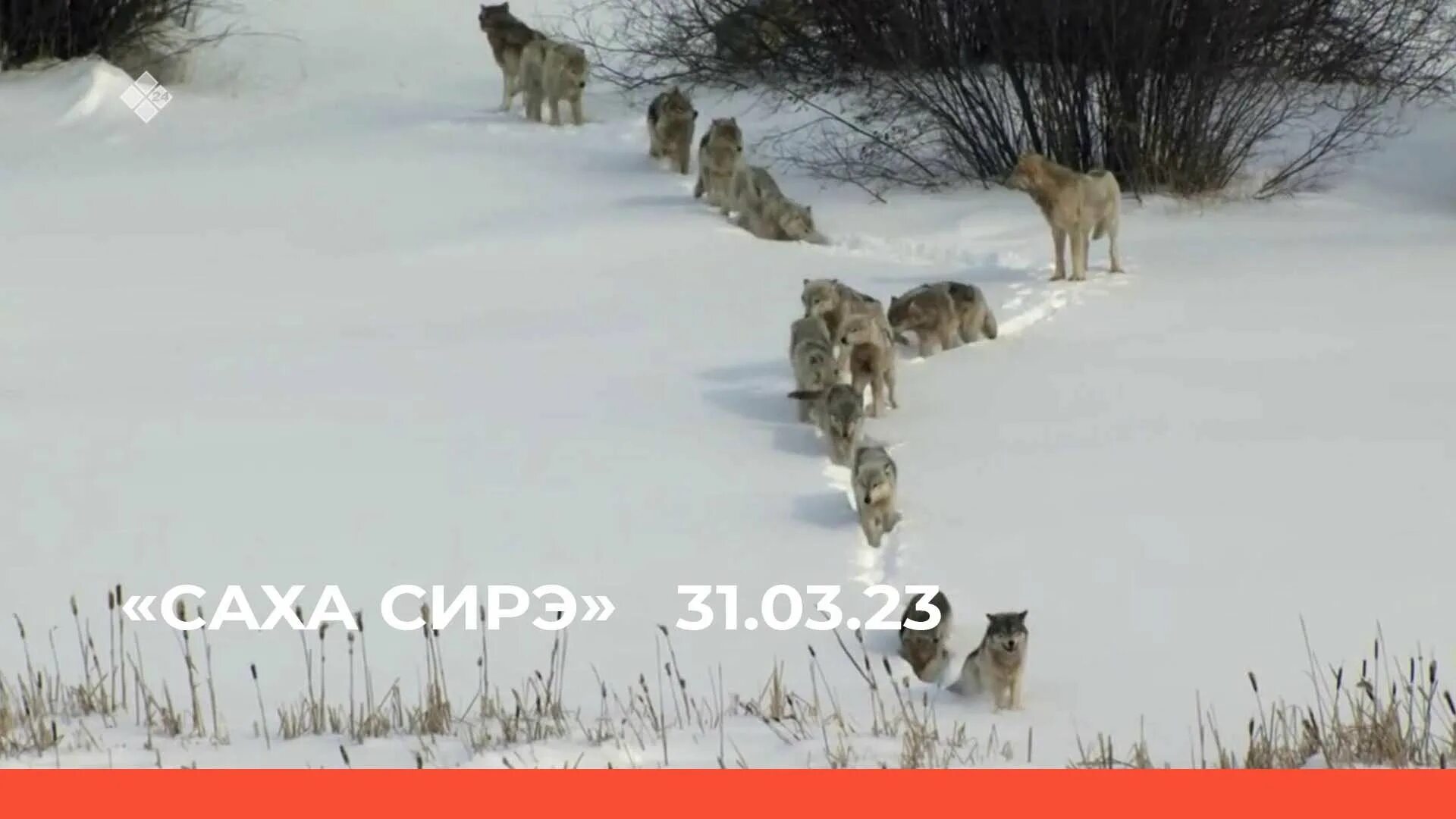 Маленькие волки идут. Волк зимой. Волки стая. Волки стая. Волки стая.
