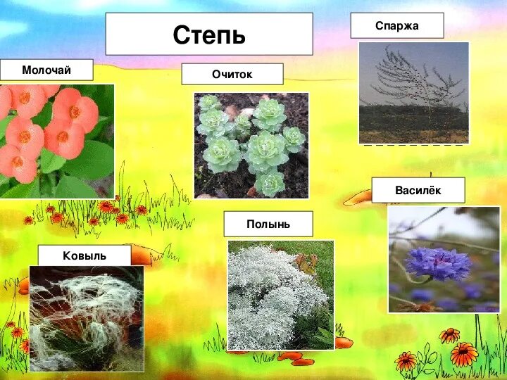 Степное сообщество. Степи зона 5 класс. Природные зоны степи 5 класс. Природное сообщество степи 5 класс. Зона степей в России на белой карте.