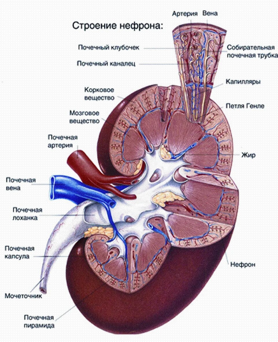 Капиллярный клубочек почечная лоханка почечный каналец. Строение паренхимы почек. Строение почки человека паренхима. Строение паренхимы почки анатомия. Структура паренхимы почки.
