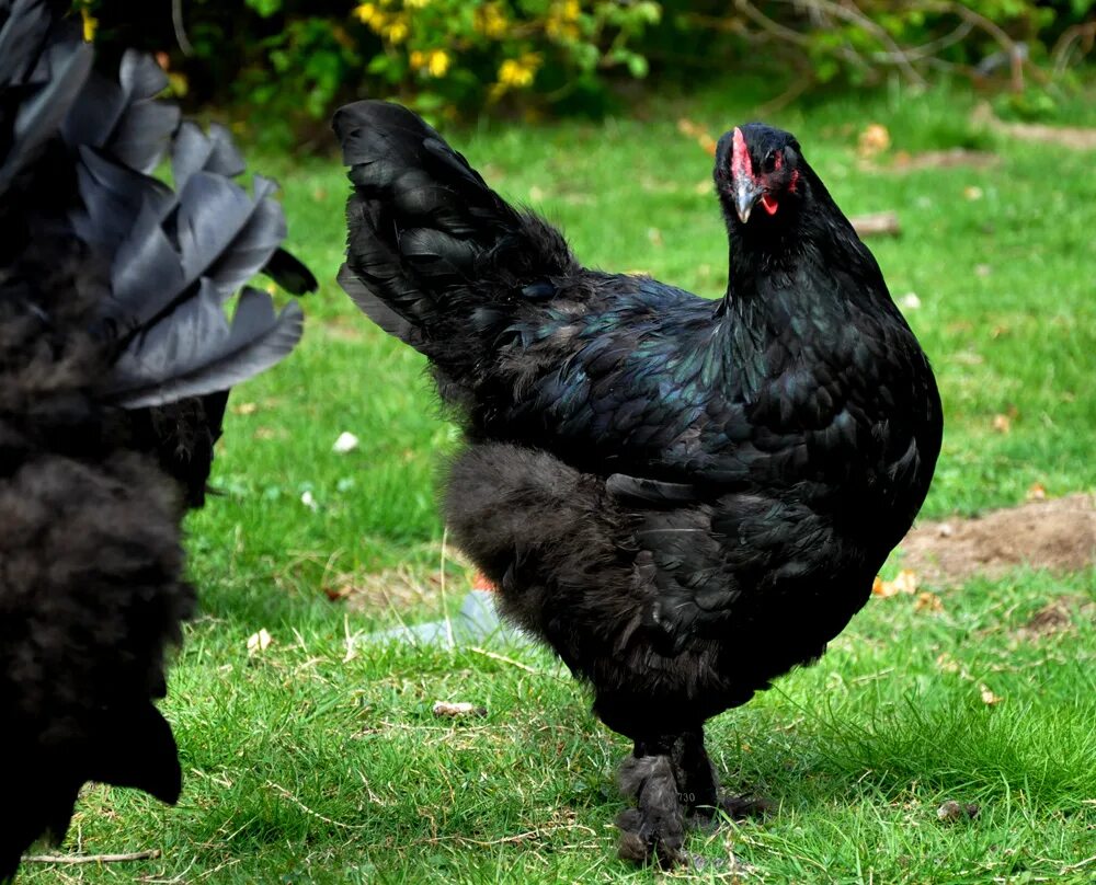 Курица доминант черный. Лангшан порода кур. Чёрный Лангшан порода кур. Куры породы Доминант. Лангшан порода кур яйца.