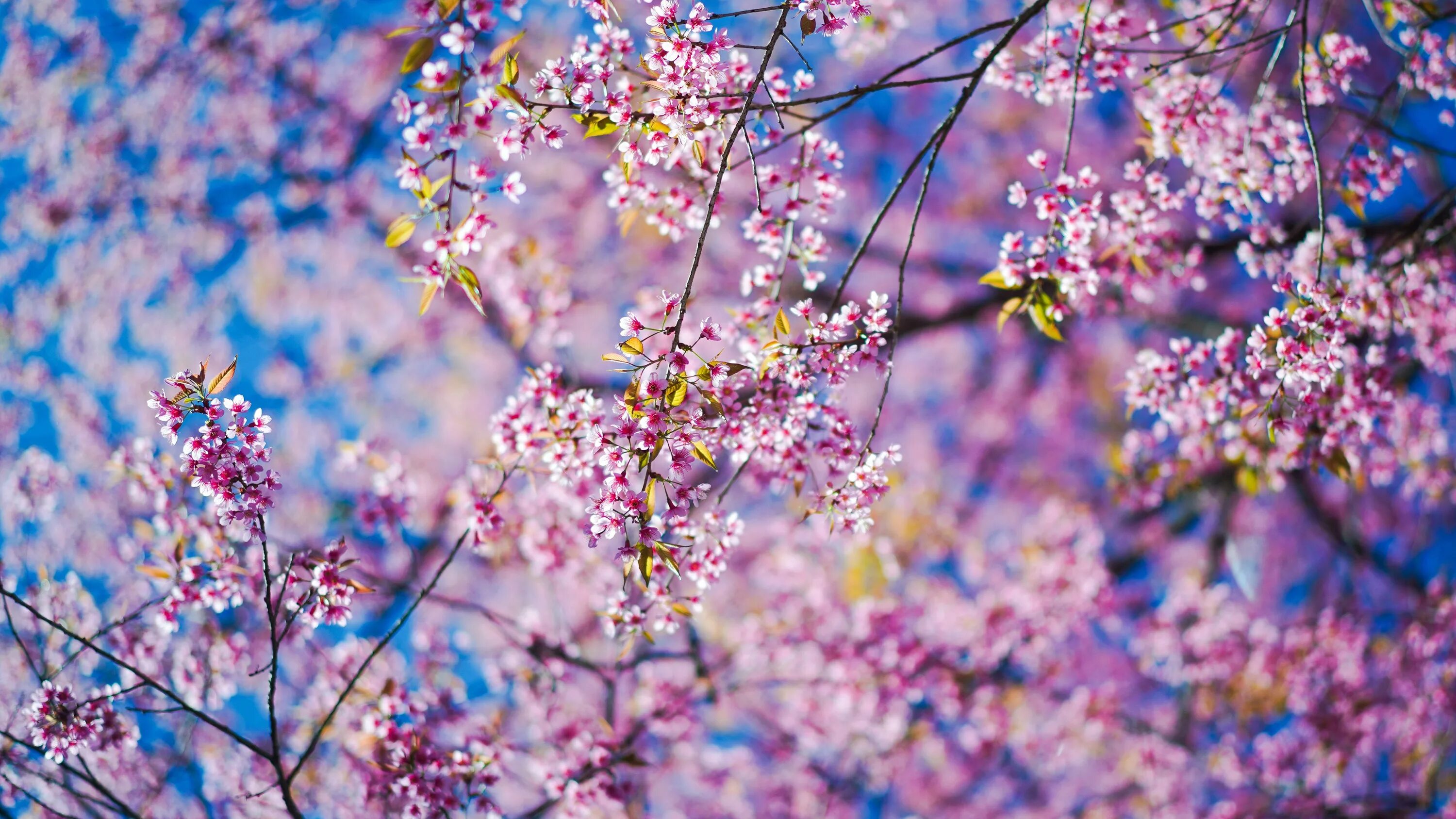 Картинки весны на телефон на заставку. Цветущие ветки. Весенние цветы. Яркие весенние цветы.