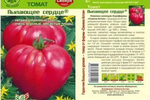Описание томата сердце