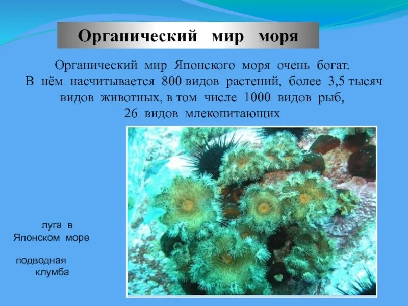Японское море текст. Органический мир японского моря. японское море интересные факты. растительный мир японского моря. морской органический мир.