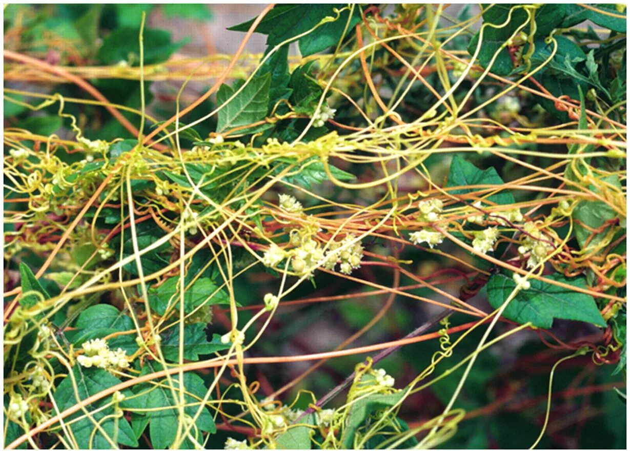 Повилика (Cuscuta). Повилика Полевая. Повилика Полевая сорняк. Повилика люцерновая.