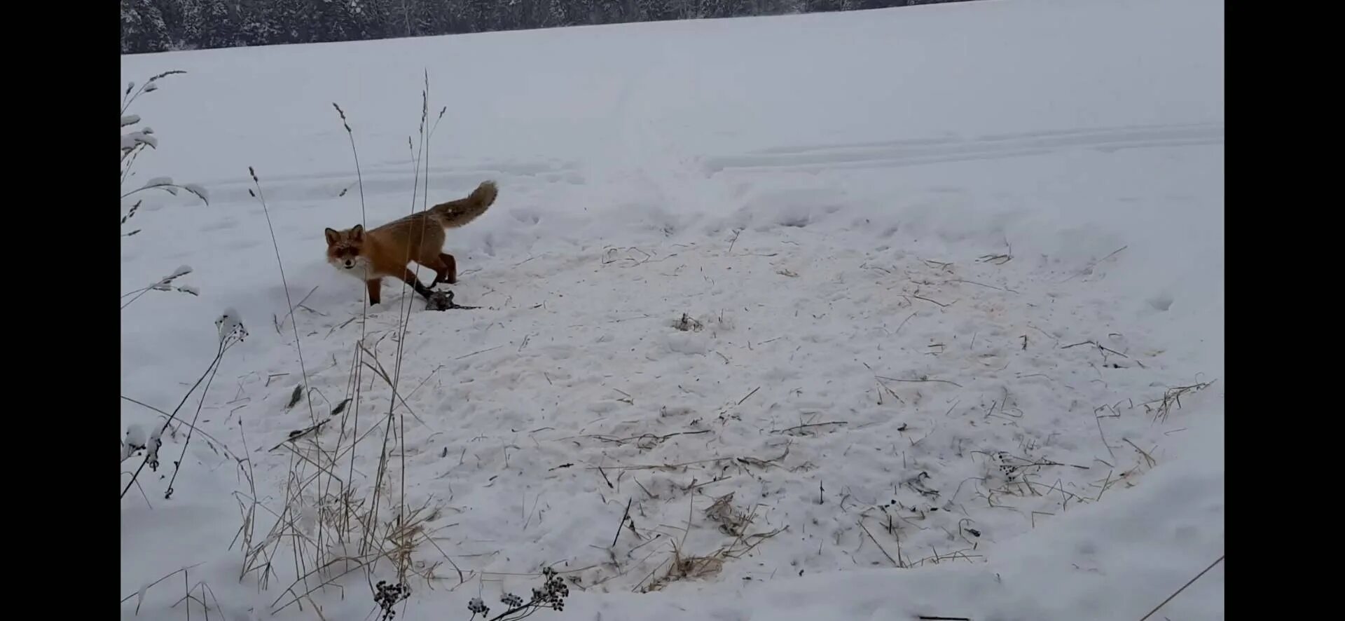 Охота на лисицу на приваде. Охота на лису на приваде из засидки. Бесплатная охота на лису