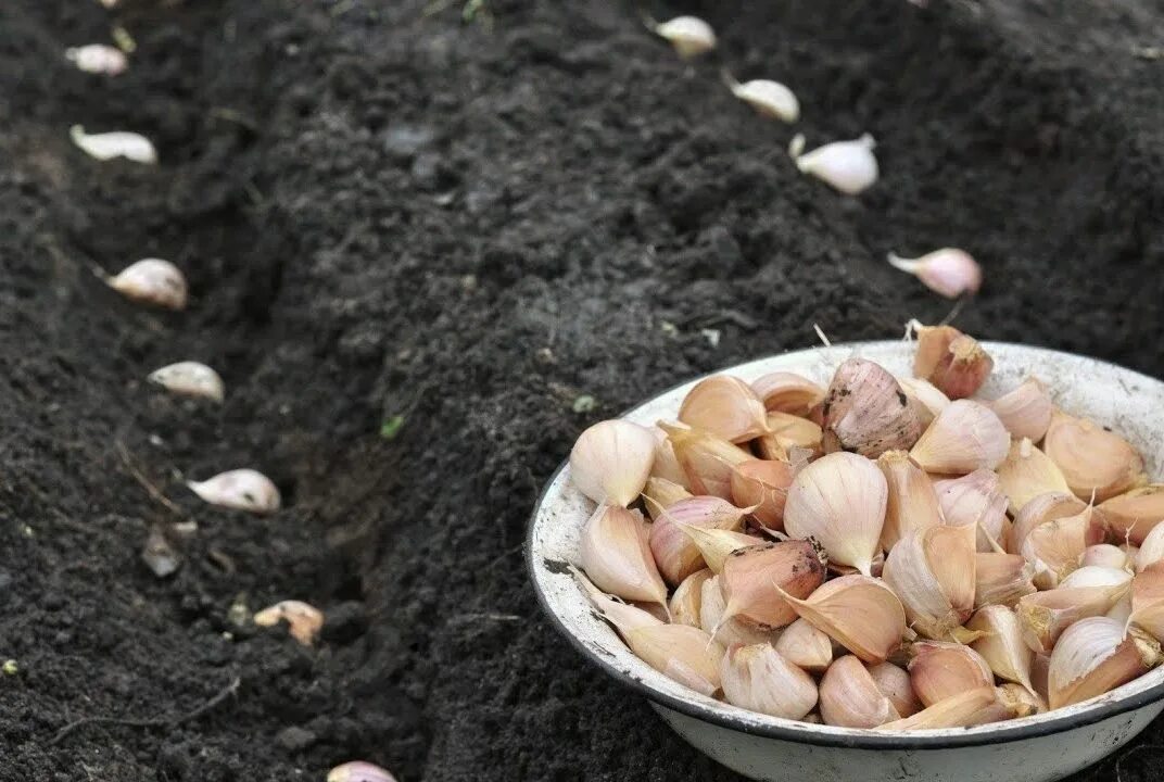 Лук севок овсюжок. Посадка чеснока бульбочками осенью. Посадка чеснока под зиму. Можно сажать чеснок весной в открытый грунт