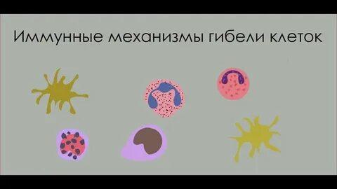Причины гибели клетки