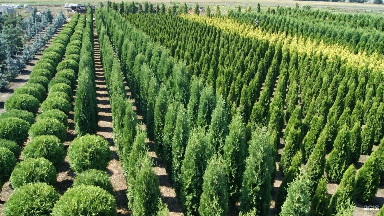саженцы. питомник азовский растений хвойных. питомники древесных растений. саженцы декоративных растений. питомники древесных растений.