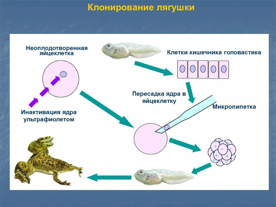 Гердон клонирование лягушки. Шпорцевая лягушка клонирование. Первое клонирование лягушки. Клонирование соматических клеток.