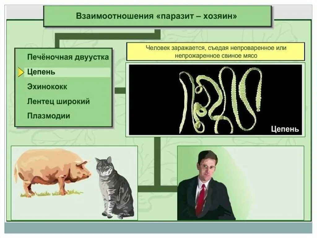 Паразит хозяин. Примеры взаимоотношений паразит хозяин. Взаимоотношения паразита и хозяина. Паразитические отношения примеры.