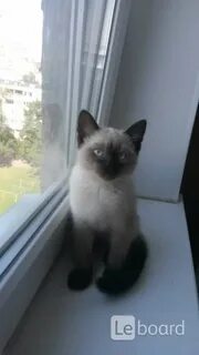 Отдам псков