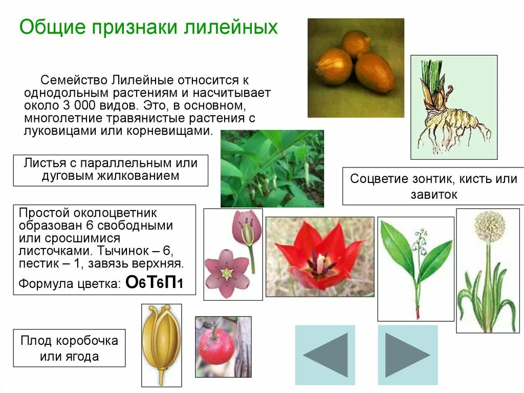 Биология 6 класс семейство Лилейные представители. Однодольные растения семейства Лилейные. Представители однодольных лилейных растений. Однодольные Лилейные представители.