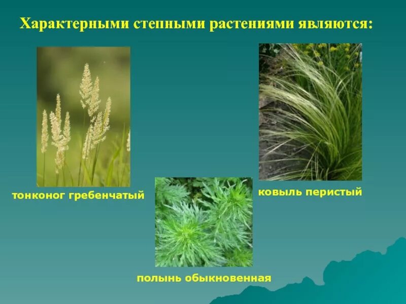 Какие растения характерны для степей россии. Ковыль Типчак Тонконог природная зона. Для растений степи характерны. Типичные растения степи. Типичная растительность степи.